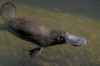 duck-billed platypus facts for kids