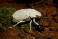 scarab beetle facts for kids