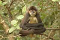 spider monkey facts for kids