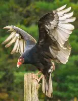 turkey vulture facts for kids