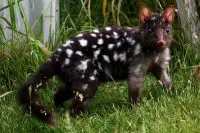 eastern quoll facts for kids 