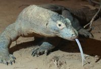 komodo dragon facts for kids 