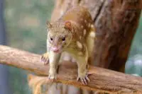 tiger quoll facts 