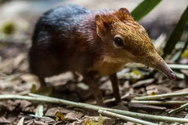 Elephant Shrew Facts • Kids Animals Facts