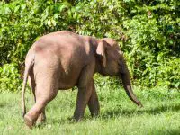 borneo elephant facts for kids